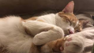 Caramel, Sleeping