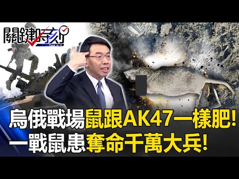 烏俄戰場驚見鼠患「老鼠跟AK47一樣肥」爬腿搶食！如一戰壕溝鼠疫「人間煉獄」奪命千萬大兵！【關鍵時刻】