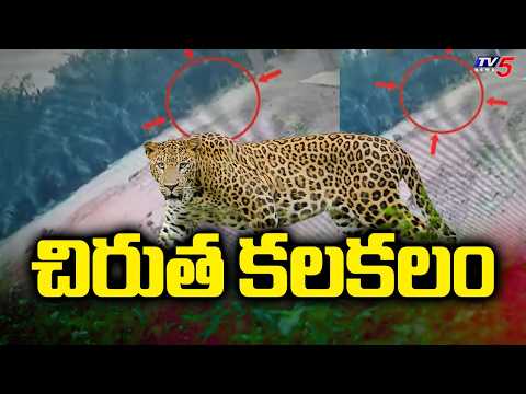 గ్రామాల్లోకి వచ్చేసిన చిరుత పులి.. Panic in Warangal’s Khanapuram Over Leopard Sighting || TV5 News - TV5NEWS