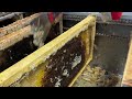 Montana honey harvest is in full swing