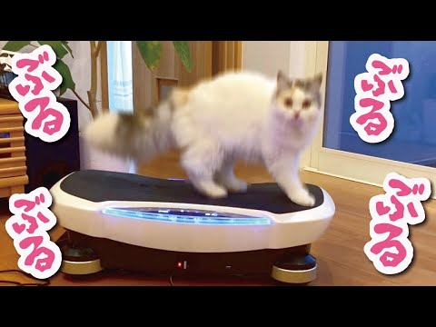 最新のダイエットマシンで筋トレする猫【おしゃべりする猫】