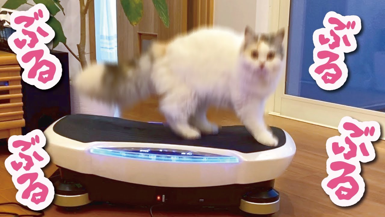 ジャンク　ハッピーペット じゃれ猫ニャンコ チャトラ ドギーマンハヤシ じゃれ猫 LEDニャンだろ～?!光線 茶トラ