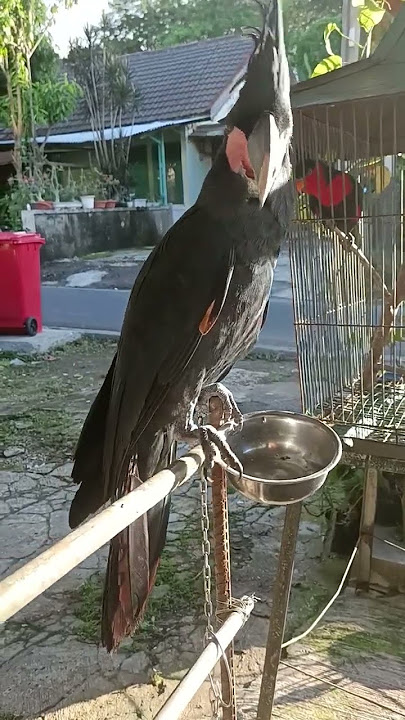 Burung Kakak Tua Raja Papua