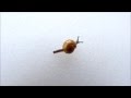 Ovachlamys Fulgens Gude 1900 Jumping Snail Ovachlamys Fulgens Gude 1900 Jumping Snail