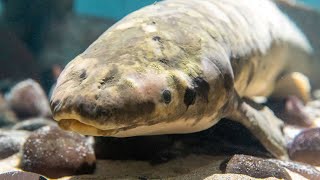 Meet Methuselah: Celebrating a Longtime Academy Icon | California Academy of Sciences