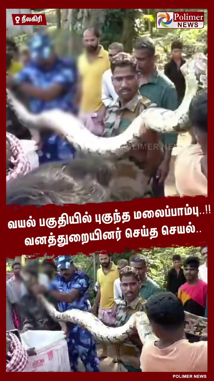 வயல் பகுதியில் புகுந்த மலைப்பாம்பு..!! வனத்துறையினர் செய்த செயல்.. #shorts