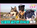 [#새롭동물농장] 이제 행복해질 일만 남았다!😍 넝쿨째 굴러온 막내 하숙생 베르🐶 / EP.1232 #TV동물농장 #AnimalFarm #SBSstory Mp3 Song