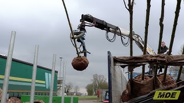 Loading Trees with the MDE tree loading clamp