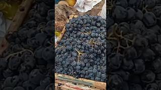 فوائد العنب الاسود الصحراوي للوقايه من أخطر الأمراض ️مطروح  وبس ??