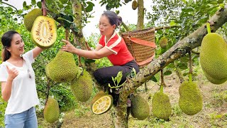 Harvest Jackfruit gardens Go to market sell - Spraying anti-Epidemic drugs for cattle