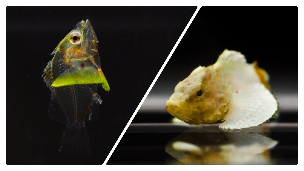 魚 お魚クイズです。 顔が非常に似ているこの2種。 この魚の名前はなんで