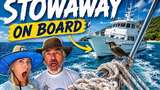 OUR FIRST 1,000 MILE PASSAGE, KILLER WHALES AND A STOWAWAY #atlanticcrossing #luxuryyachtlife