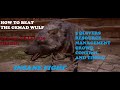 |Assassins Creed Valhalla| | How to Beat Legendary Gemad Wulf Lvl 157 VS LVL 220  Strategy (HARD)