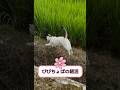 びびちょぱの朝活 #びびちょぱ #猫ダッシュ #ねこ #cats #呼んだら帰ってくる #ネコ