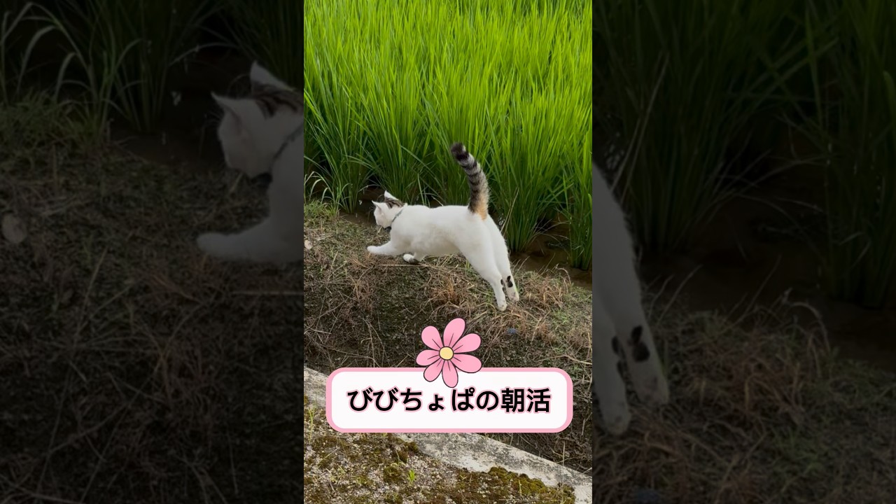 びびちょぱの朝活 #びびちょぱ #猫ダッシュ #ねこ #cats #呼んだら帰ってくる #ネコ