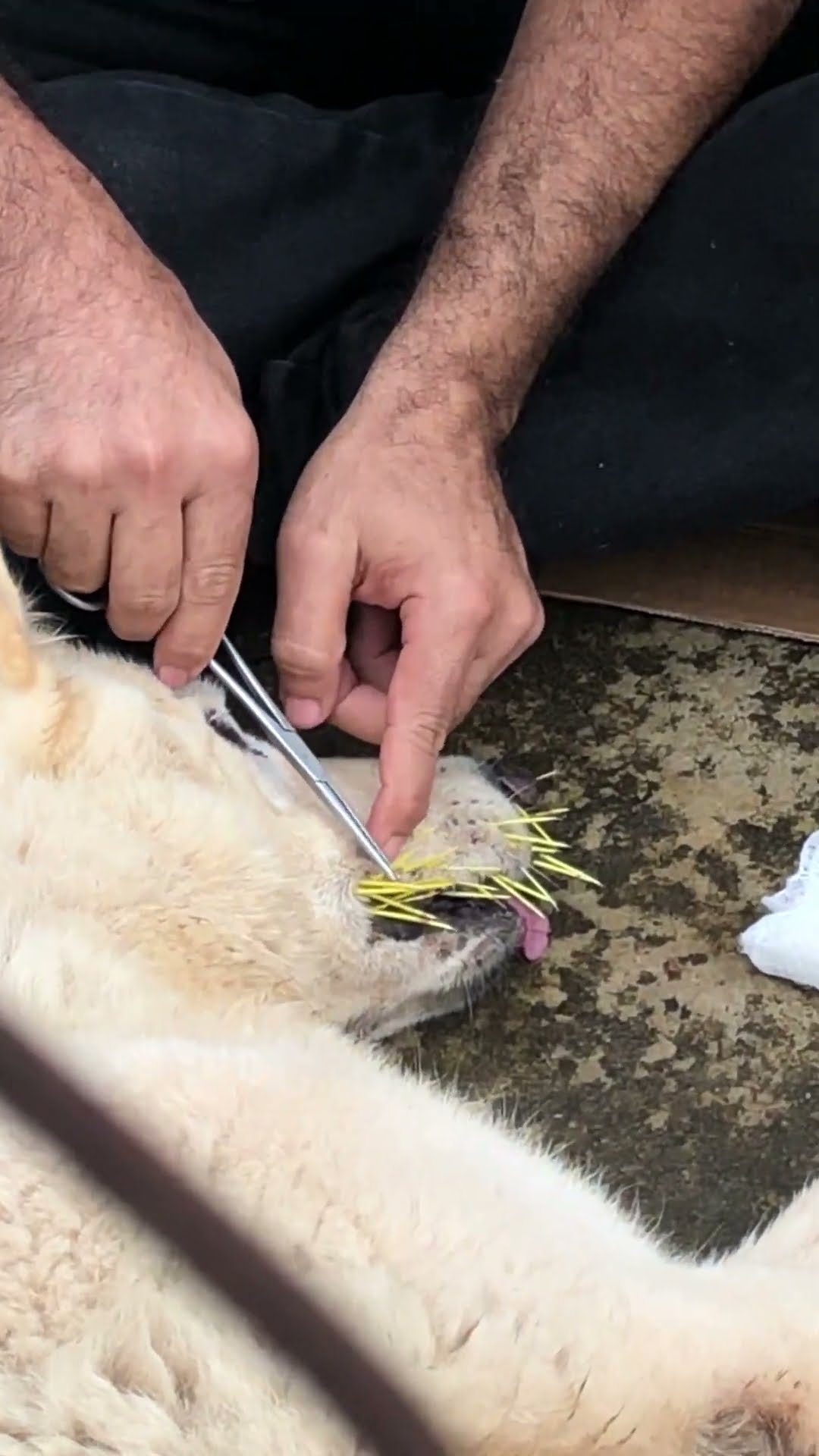 Vet Removes Porcupine Spines from Swiss Shepherd's Mouth