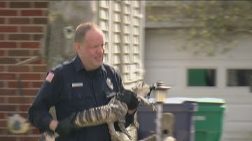 9 animals taken from home after venomous snake bites St. Francis man