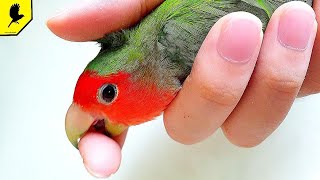 7 МИНУСОВ Содержания попугая неразлучника / Всё о неразлучниках.Содержание,особенности,кормление