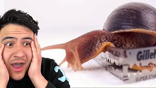 Worlds Sharpest Blade Vs. Snail! 😱