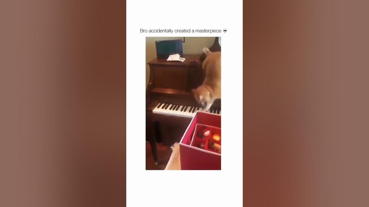 Funny animal 2022, what a music - YouTube