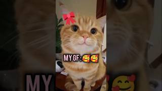 POV: Me dealing with my angry girlfriend 🥹 #cat #catvideos #catshorts #relatable #pets