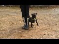 French Bulldog obedience training & tricks French Bulldog obedience training & tricks