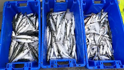 FH20 Forager - 2024 E2 - Winter Mackerel fishing with gurdy stripper. Commercial fishing