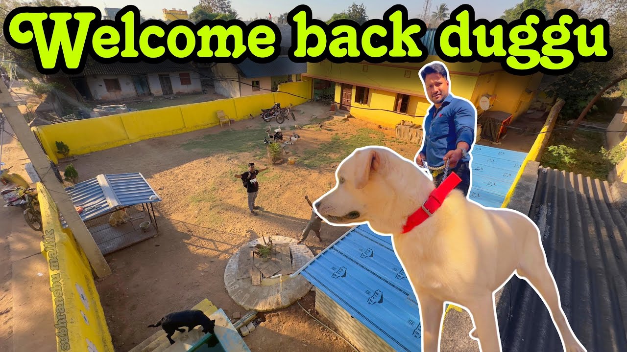 ଆସିଗଲା ଆମ HERO ଡୁଗୁ  || WELL COME  Back ଡୁଗୁ || MINI ZOO ODISHA || Pet Lover Odisha ||