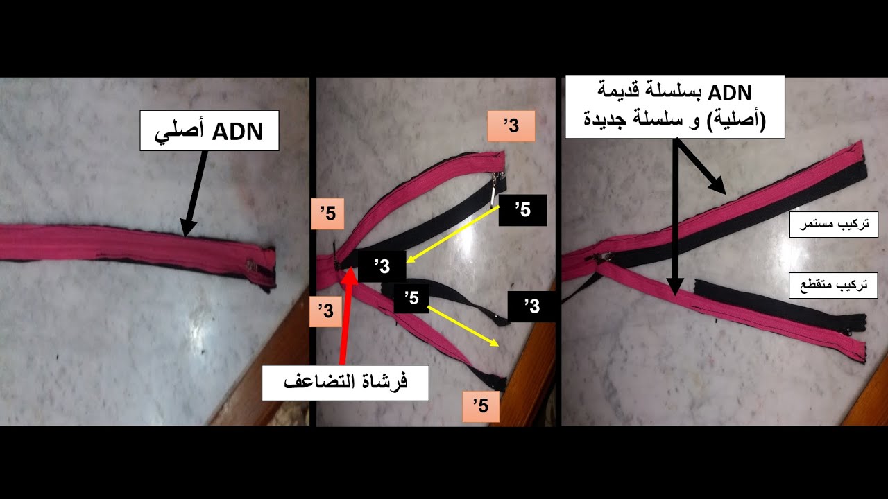 علوم طبيعية الحلقة 4 كتابة نص علمي للتمرين الثاني