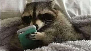 videos i found while cuddling