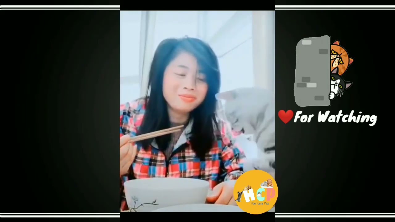 Cute Cats🐈 And Funny Animal Video 2020   Funny Cats🐱 Video Compilation   How Cute Cats Funny Video