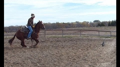 Squeakin Puddy Cat  ***For info, price, etc., go to website*** Valley View Ranch