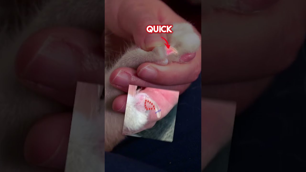 How To Trim A Cat S Nails Veterinarymedicine