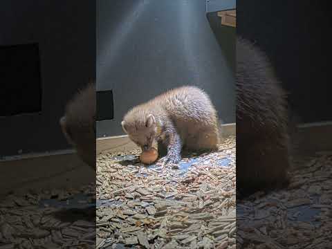Pine Marten Eating Egg #shorts  #pinemarten #wildlife