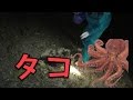 タコを捕獲してタコ焼きを作りたい【夜の潮干狩り】