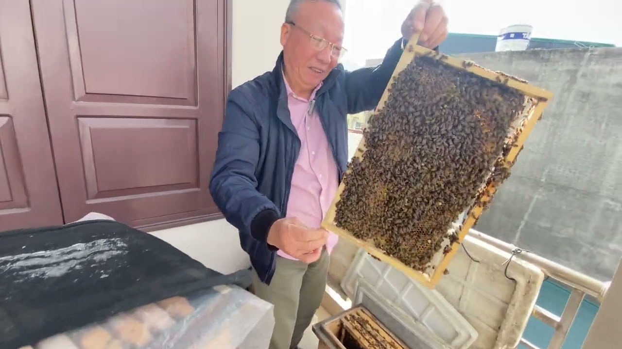 Lên kế ong nội | Kiểm tra đàn ong đã lên kế | @OngThunuoiong