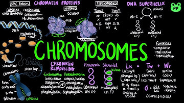 Chromosomes | Macromolecules 07 | Biochemistry | PP Notes | Lehninger 6E Ch. 24