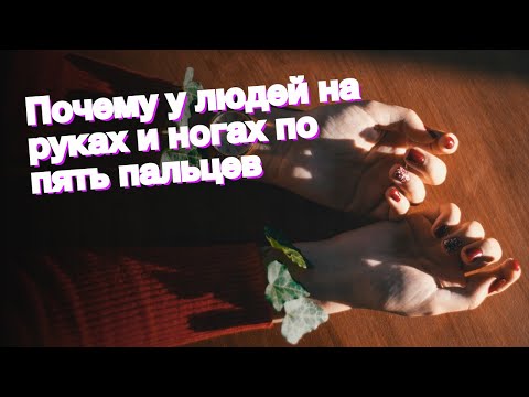 Почему у людей на руках и ногах по пять пальцев