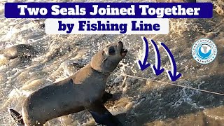 Two Seals Joined Together By Fishing Line