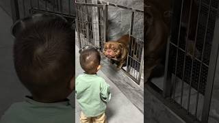 A Scary Pitbull That Got A New Family