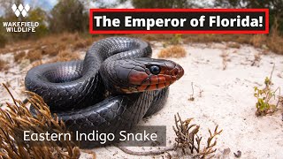 Finding an Eastern Indigo Snake!