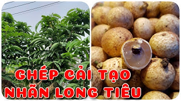 Ghép cải tạo nhãn long tiêu rất hiệu quả | 0386569374 - Ngọc Ngân Bến Tre | Chuyên cây độc lạ