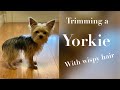 Yorkie Grooming