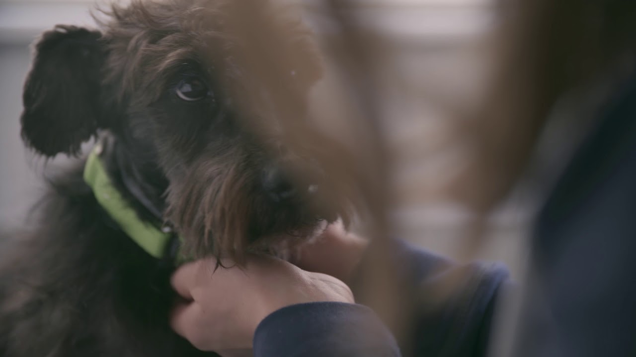 A Senior Rescue Dog Tells His Story - YouTube