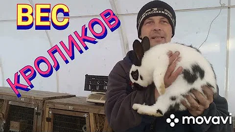 Сколько весят кролики породы строкач (НПВ) в 3 месяца