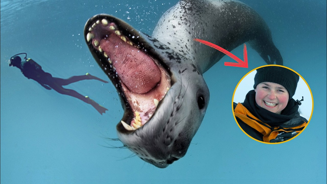 Von Seeleoparden ZERFLEISCHT: Der schreckliche Tod von Kirsty Brown