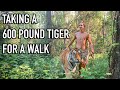 Kody Antle Walks With A 600 Pound Tiger! | Myrtle Beach Safari