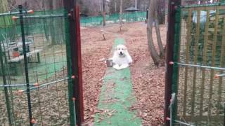 アラン追いかけて欲しい グレートピレニーズ greatpyrenees