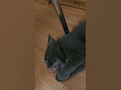 Kitten Kuzya growls and hisses for the first time and doesn’t want to