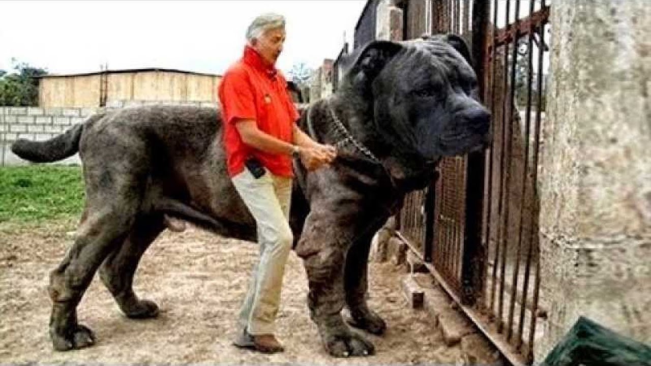 Download 20 Most Illegal Dog Breeds in the World